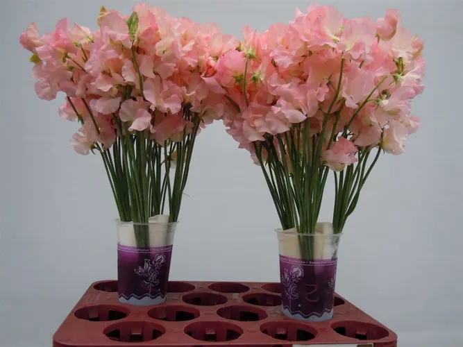 Lathyrus Salmon 35 cm