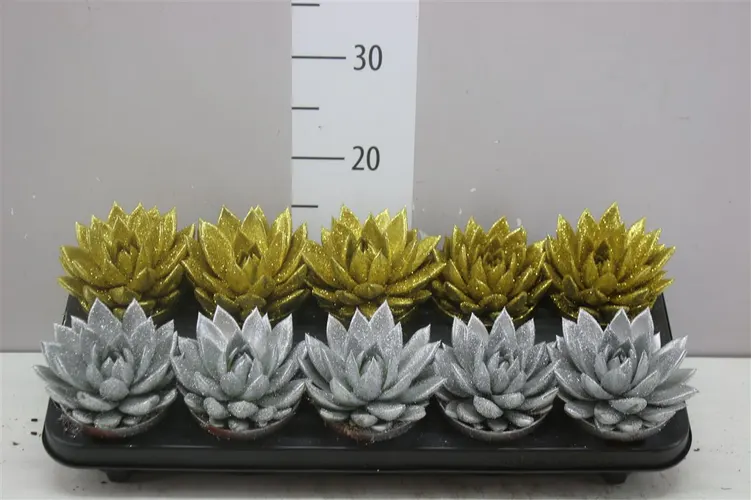 Echeveria Gold / Silver + Glitter črepník 10,5 cm