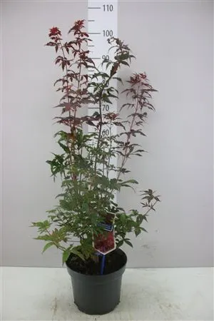 Acer Pa Atropurpureum črepník 23 cm