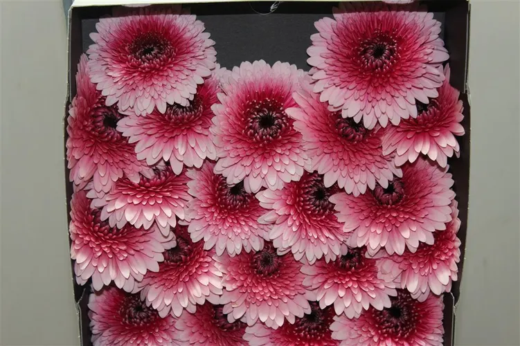 Germini Diamond Pomponi Choochoo 55 cm