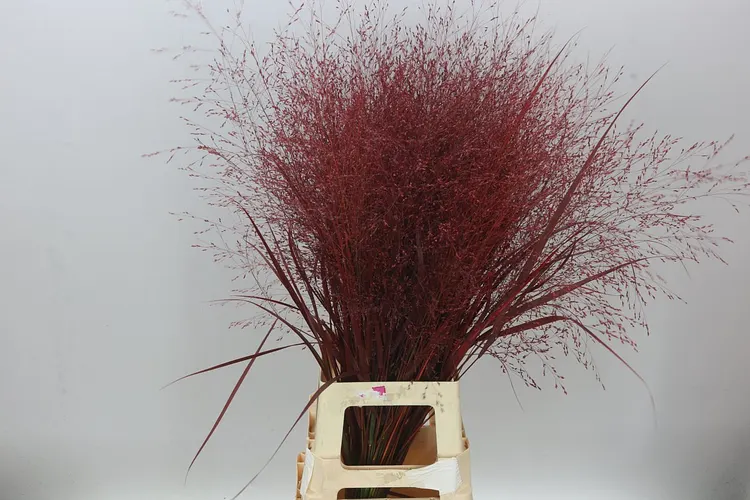 Panicum farbené Burgundy 95 cm