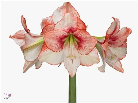 Amarylis Showmaster 80 cm