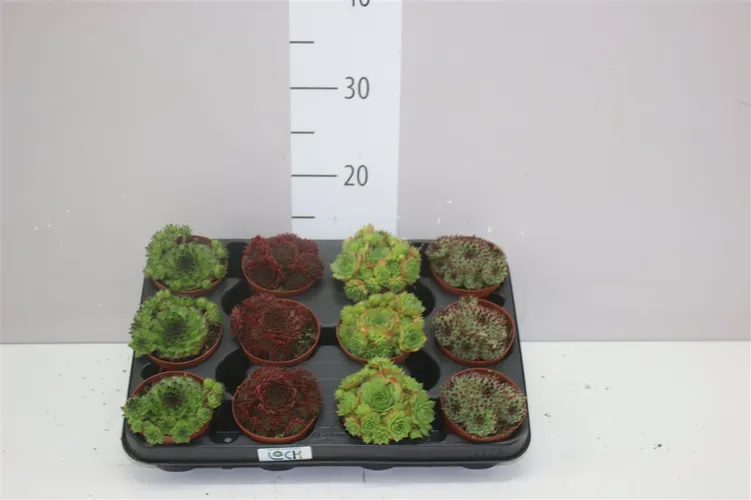 Sempervivum Mix črepník 8,5 cm