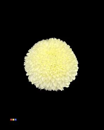 Chr G Superbowl Creme 80 cm