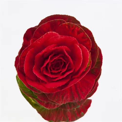 Brassica Powdered Red 60 cm