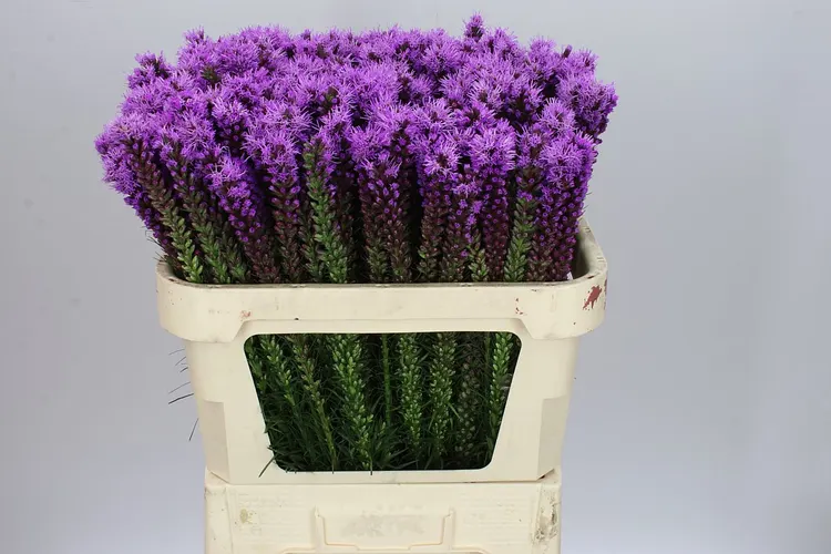 Liatris Callilepis 70 cm