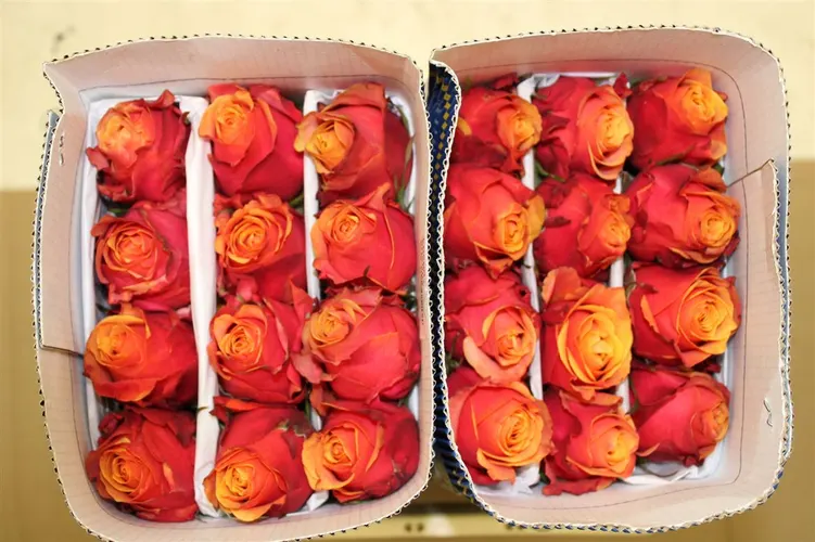 Rosa Gr Ec Cherry Brandy 40 cm
