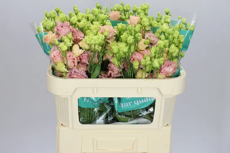 Eust Du Alissa Peach 72 cm