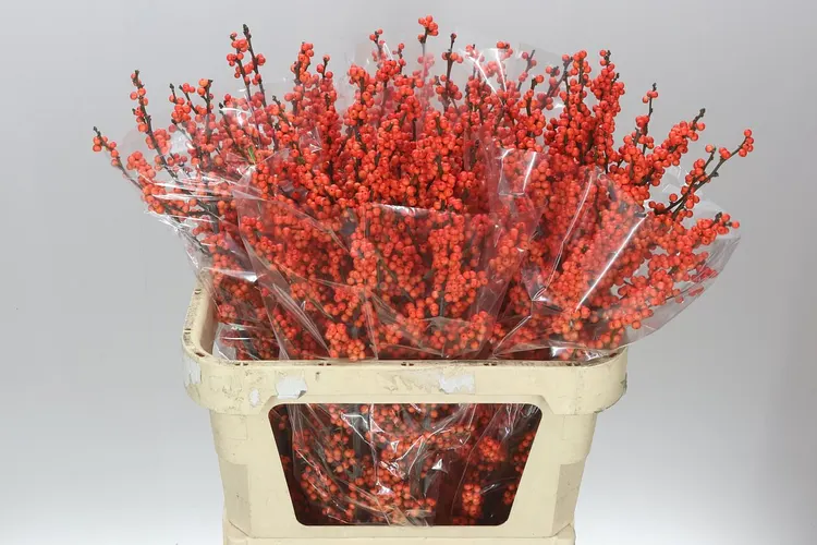 Ilex Winter Gold 80 cm