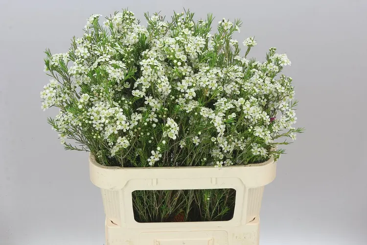Chame Wax Ofir 80 cm