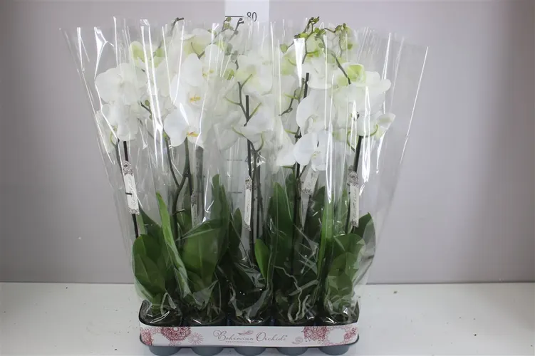 Orchidea Phalaenopsis biela 9+, 1 výhon črepník 12 cm