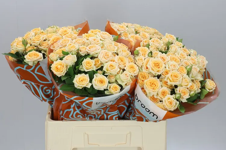 Rosa Tr Trinity 60 cm