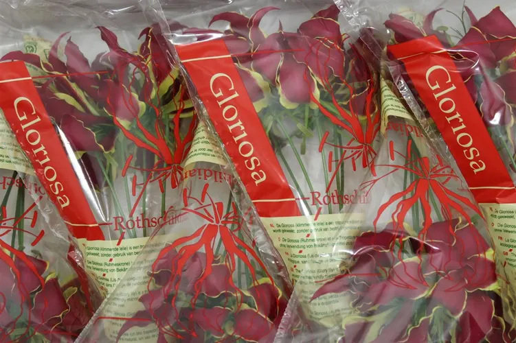 Gloriosa Short 20 cm