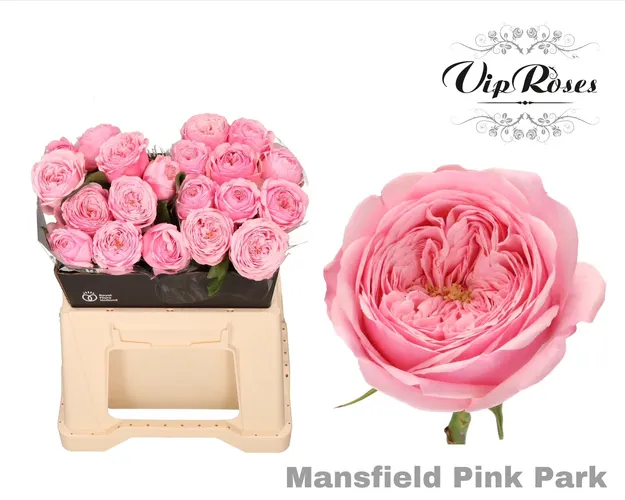 R Kl Pink Mansfi Park X20 40 cm