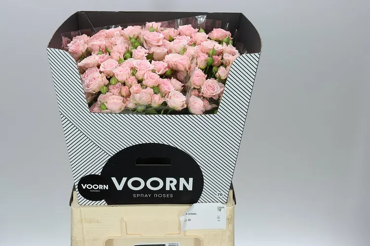 Rosa Tr Aerobic 70 cm