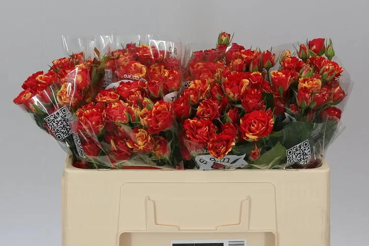Rosa Tr Fire Flash 50 cm