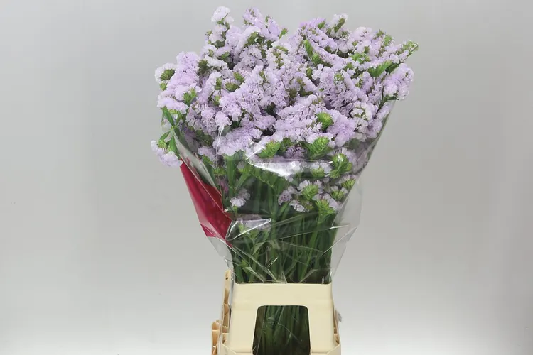 Limónium S Tessa Lavender 80 cm