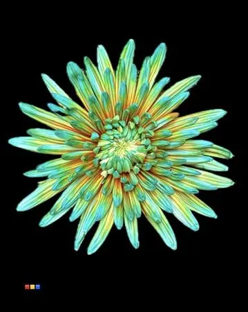 Chr G Topspin Curacao 70 cm