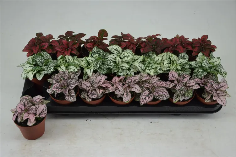 Hypoestes Mix 3 Kleuren črepník 8,5 cm