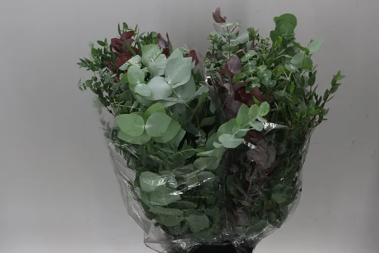 Eucalyptus Mix 70 cm