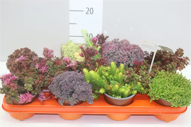 Sedum Gemengd črepník 11 cm