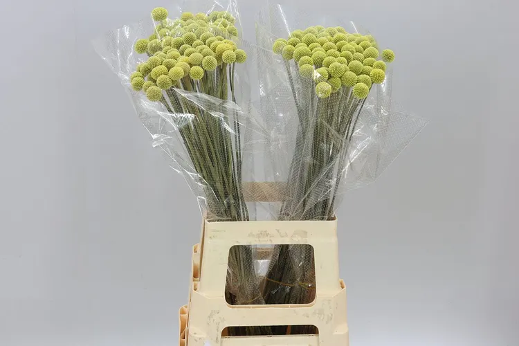 Craspedia 70 cm