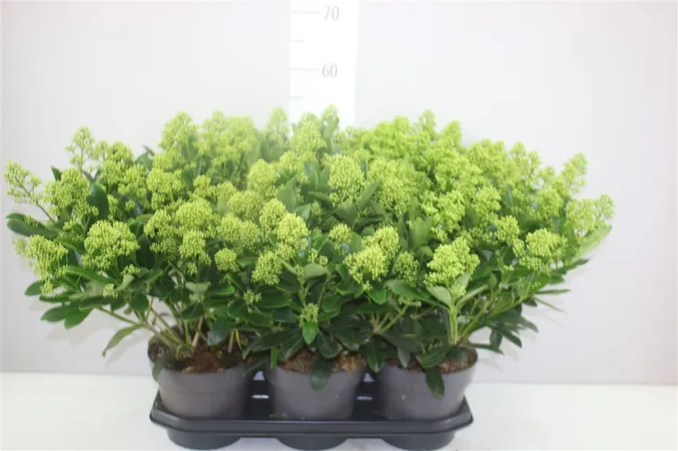 Skimmia Finchy 40+ črepník 19 cm
