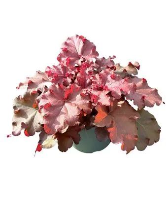 Heuchera Indian Summer Cranberry črepník 17 cm