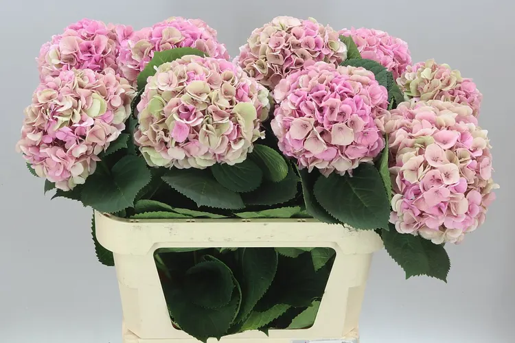 Hyd Heaven Classic 80 cm