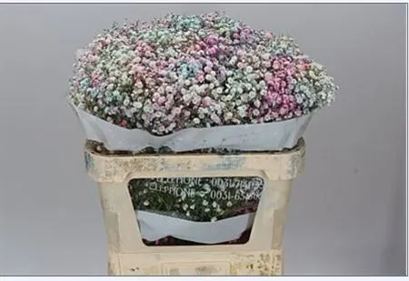 Gyps Absorbed Rainbow Mix In Stem 75 cm