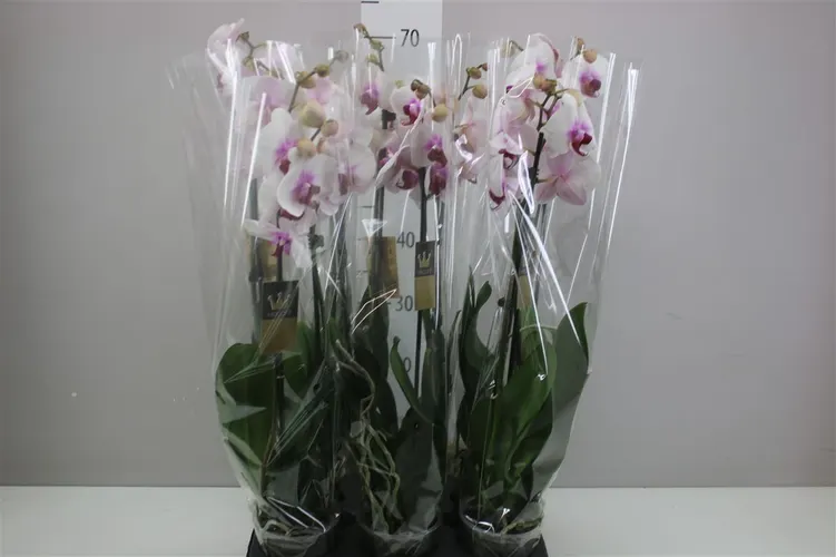 Phal Purple Heart 2 Tak črepník 12 cm
