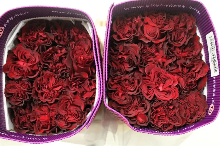 Ruža Hearts, Ekvádor 50 cm