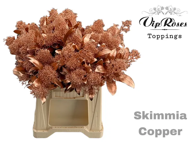 Skimmia Copper 45 cm