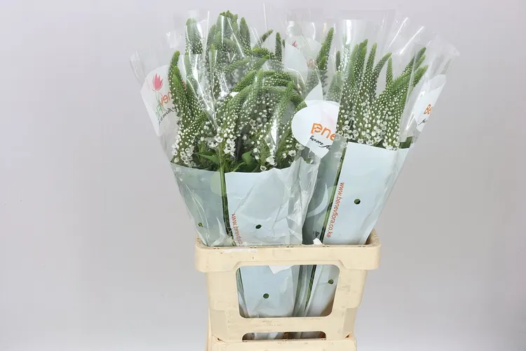 Lysimachia Moonlight 70 cm