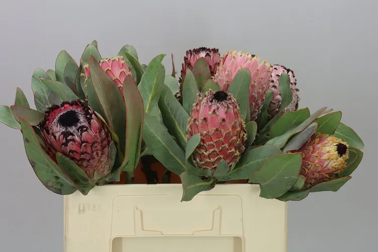 Protea Barbigera 50 cm