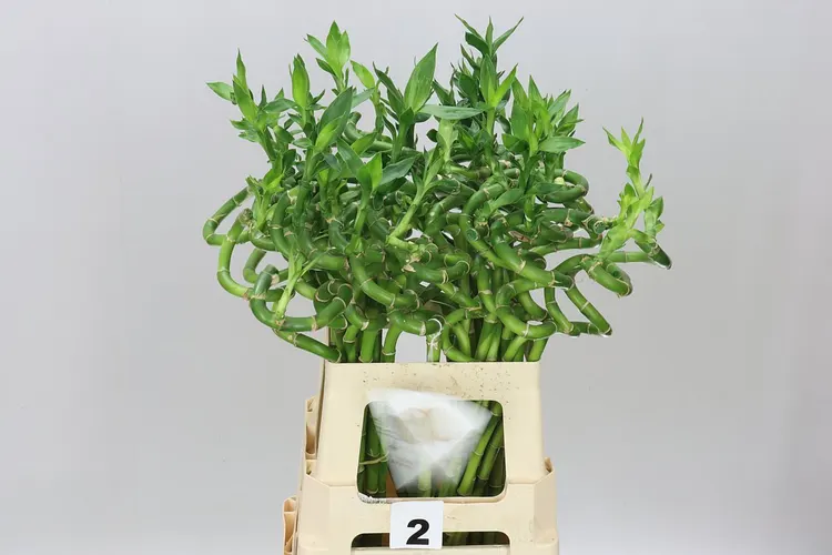 Lucky Bamboo Twisted 60 cm