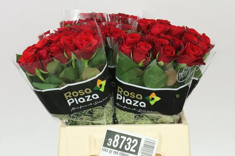 Ruža Red Ribbon 40 cm