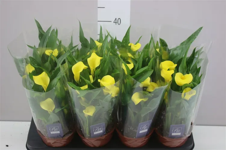 Kala Sunclub črepník 14 cm