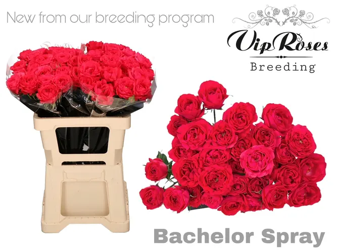 R Tr Bachelor 577 50 cm