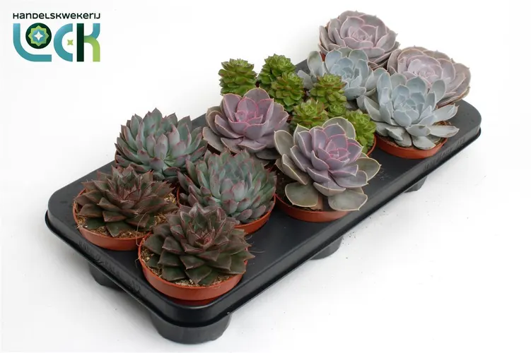 Echeveria Gemengd črepník 10,5 cm