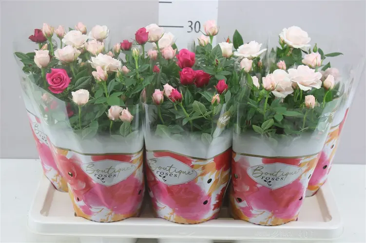Rosa Champagne Star črepník 14 cm