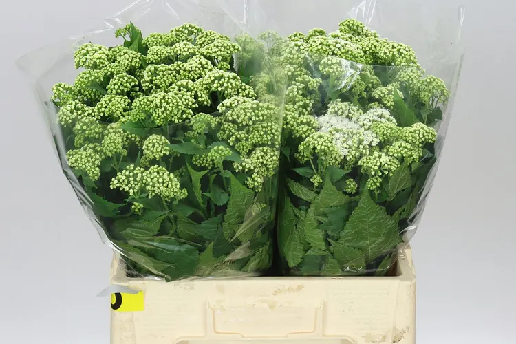 Eupatorium Ru Braunlaub 60 cm