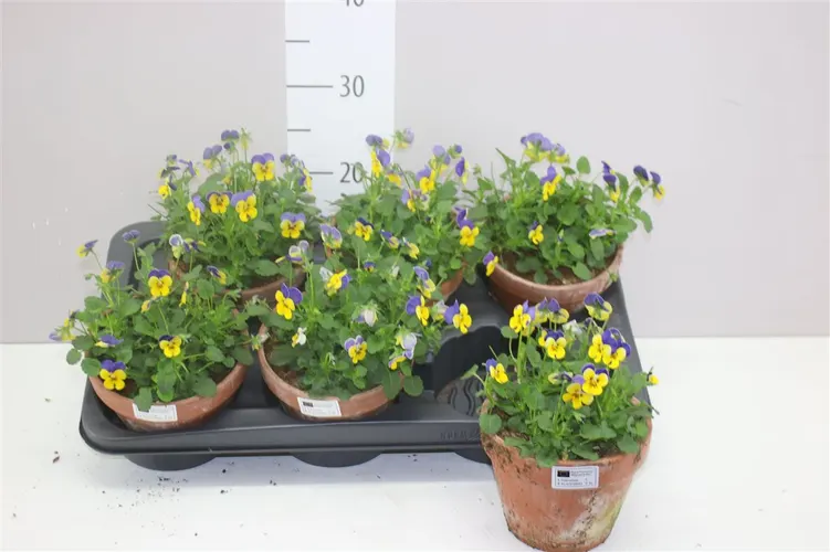 Viola Cornuta Yellow Violet v kameninovom črepníku črepník 15 cm