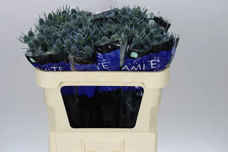 Eryngium Blue Dynamite 70 cm