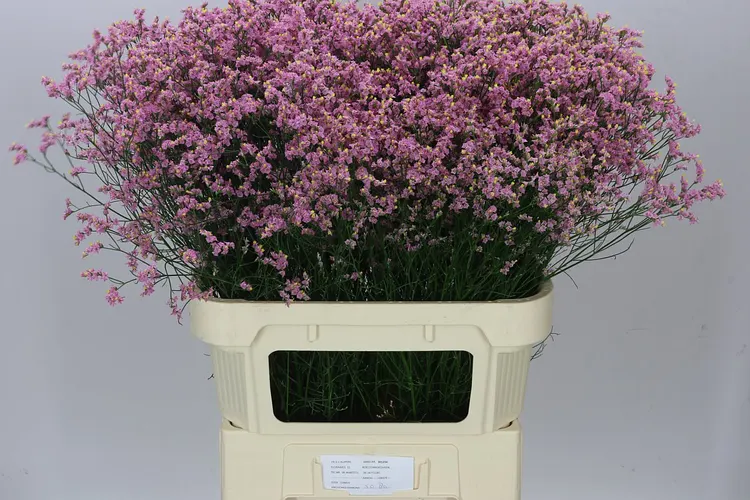 Lim. Sin Pink Anouchka 70 cm