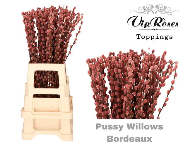 Salix Pussy Willow Bordeaux 70 cm