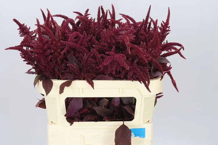 Amaranthus St Cr Velvet 70 cm