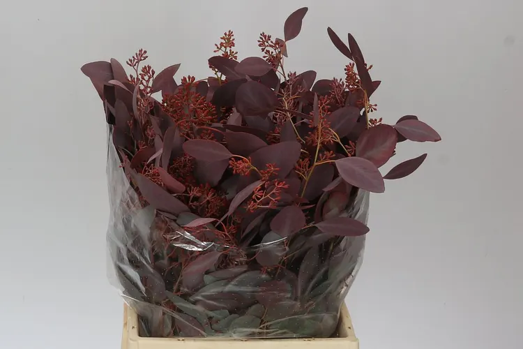 Populus Berries Abs Red Short 50 cm