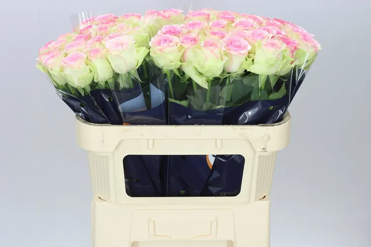 Rosa Gr Pink Journey 70 cm