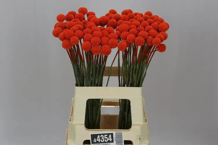 Craspedia Painted Orange 60 cm